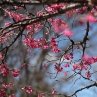 春の喜び　・・・　spring begins at Chofu Wild Flower Garden