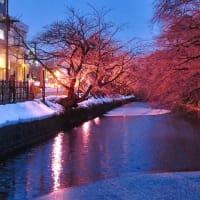 2022 熱海桜in 糸川沿い　冬桜