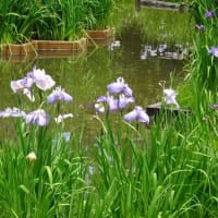 菖蒲が見頃です