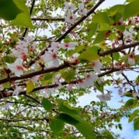 桜の異常