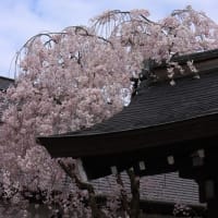 桜祭りはこれからなのに。。。