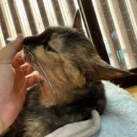 なつの　にゃんかふぇ。