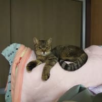 スイちゃん徐々に犬猫にも慣れてきました