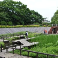 多摩川台公園あじさい園　　水生植物園の睡蓮が一面咲く　　　　９