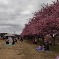 西志津の河津桜が満開