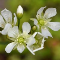 鉢植えの食虫植物（２）ハエトリソウ