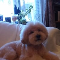 久し振りにレヲンちゃん！