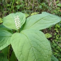 2025年6月8日(日)　苫小牧「近所の自然散歩」植物調査