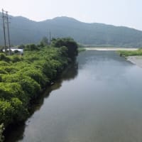 本日の海部川
