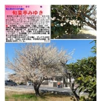 花巡り「梅－365」 旬菜亭みゆき