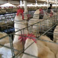 アメリカ農務省、アイダホ農場のアルパカがH5N1ウイルス感染