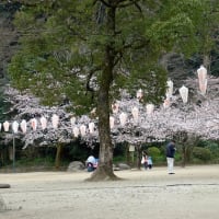 05/01旅日記（日田市：亀山公園の桜模様）