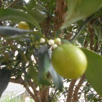 梅雨明けの庭のことなど