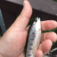 祝！！道東・道北ヤマメ釣り解禁！！