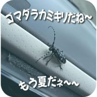 「もう夏だね〜」