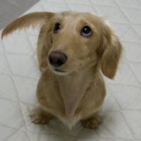 お久しぶりでございます プラム事件の報告です 犬バカ日誌 お久しぶりでございます プラム事件の報告です 犬バカ日誌