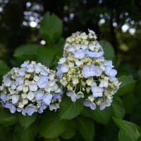 赤堀花しょうぶ園・荻窪公園アジサイの丘
