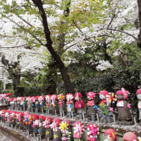 増上寺の花祭り2024