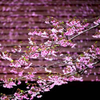 木曾儀昌公お手植えの桜