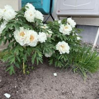 大輪を咲かせる牡丹の足元を見れば