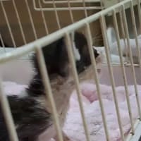 瀕死の仔猫の今朝
