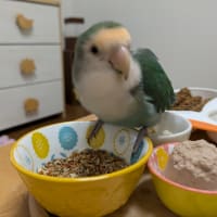 アゲハさんが大変🌀