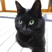 カギしっぽとの攻防