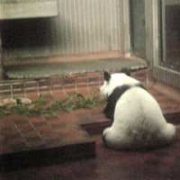 パンダより人気者