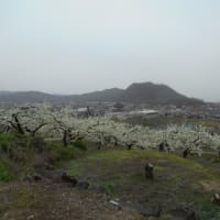 4/18　桜散りの東京から2週間振りに長野県北信の桜見物だが黄砂が凄くてねー❕