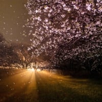 雨の夜の桜