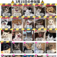 3/15（土）シャー猫だらけの譲渡会開催in多摩市聖蹟桜ヶ丘