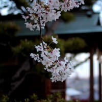 お散歩日和。