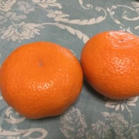 ライノウィルスにご用心