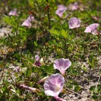 砂浜に咲く花