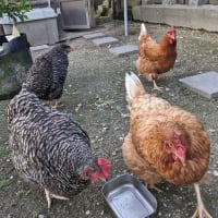 ブドウのジベレリン処理と3羽になった鶏たち