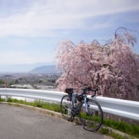 乙ヶ妻の桜を観にサイクリング