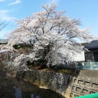 今年もみにゆこうかなぁぁぁ