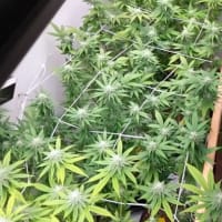 Growing cannabis in an early-flowering closed yield