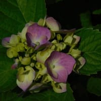 6月2日　今日の写真　・紫陽花ⅱ