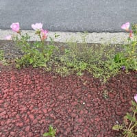 オサンポ walk - 植物plant : スキマ草 Sukima-soh--ヒルザキツキミソウ Pink evening primrose