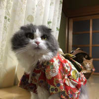 今日はパーティー