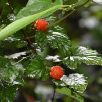 梅雨  3