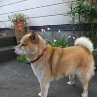愛ちゃんと幼馴染のモモちゃん。。。お空でも仲良くしてますか？