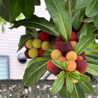 老虎菜オーキッドコート店で