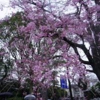 皇居周りの桜散歩