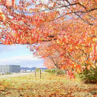 里山ウォーク