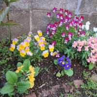 我が家の庭の花　４月初旬　ツバキ・ムスカリ・オダマキ