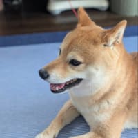 我が家の柴