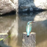 カワセミ