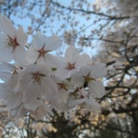 桜を求めて～県総合運動公園（天童市）